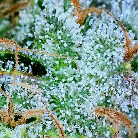 Gelato [Photo] A1 growlog timeline photo