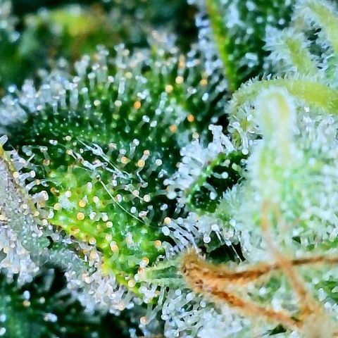 Gelato [Photo] A1 growlog timeline photo