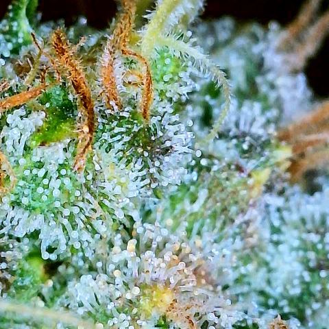 Gelato [Photo] A1 growlog timeline photo