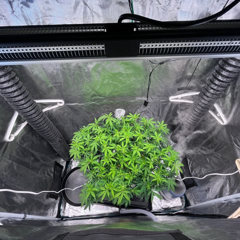 Gelato [Photo] (C.G. - 02) growlog timeline photo