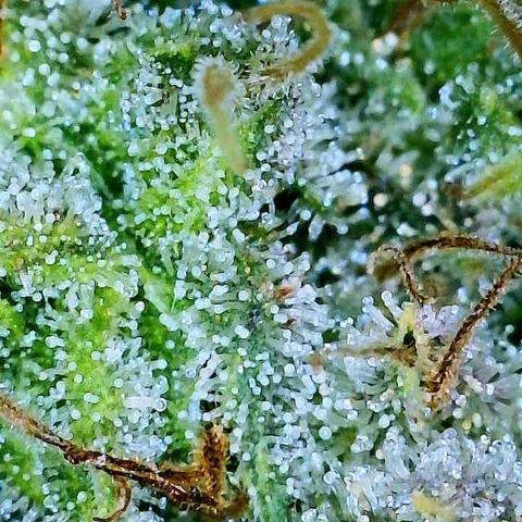 Gelato [Photo] A1 growlog timeline photo