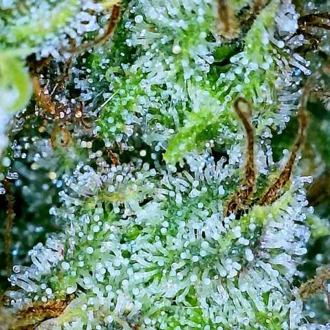 Gelato [Photo] A1 growlog timeline photo