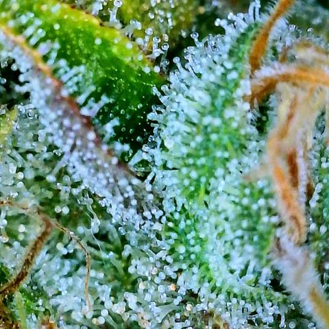 Gelato [Photo] A1 growlog timeline photo