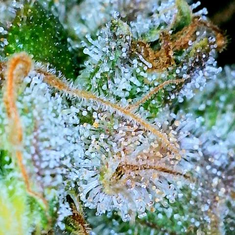 Gelato [Photo] A1 growlog timeline photo