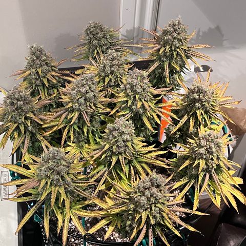 Gelato [Photo] A1 growlog timeline photo