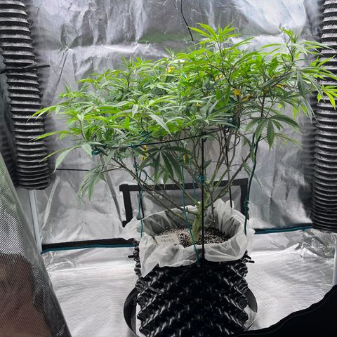 Gelato [Photo] (C.G. - 01) growlog timeline photo