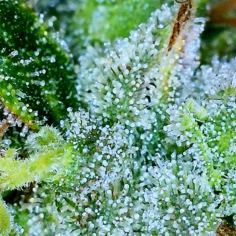 Gelato [Photo] A1 growlog timeline photo