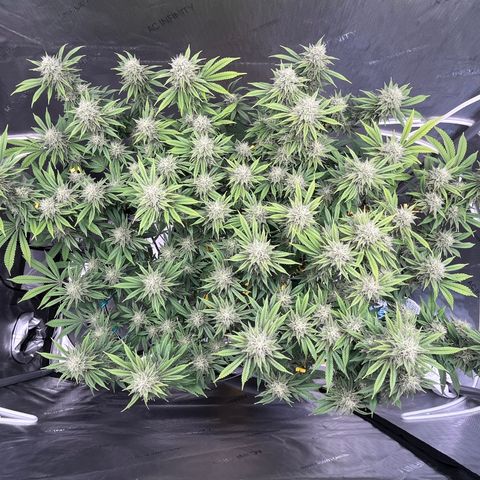 Gelato [Photo] (C.G. - 01) growlog timeline photo