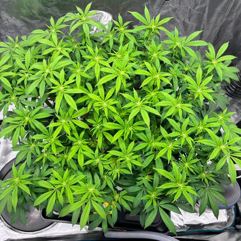 Gelato [Photo] (C.G. - 02) growlog timeline photo