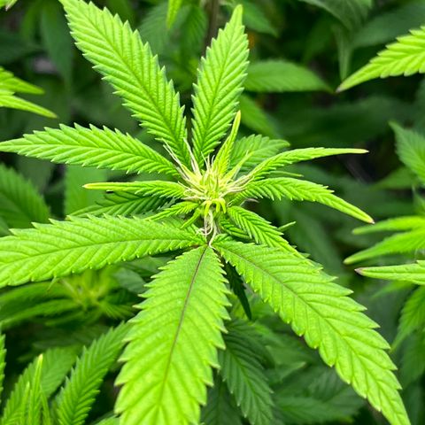 Gelato [Photo] (C.G. - 02) growlog timeline photo