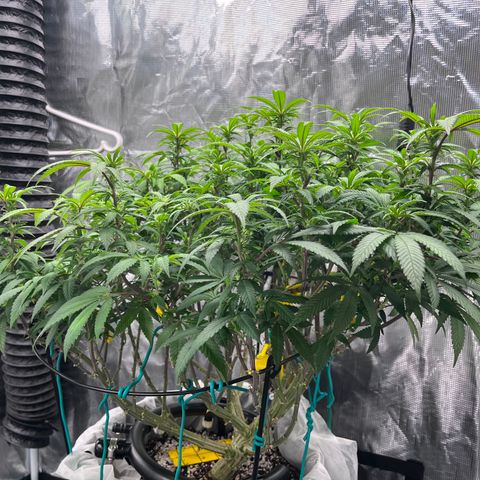Gelato [Photo] (C.G. - 02) growlog timeline photo