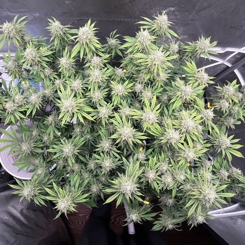 Gelato [Photo] (C.G. - 01) growlog timeline photo