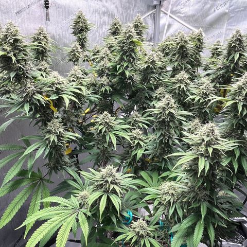 Gelato [Photo] (C.G. - 01) growlog timeline photo