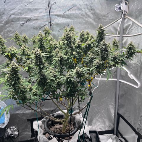 Gelato [Photo] (C.G. - 01) growlog timeline photo