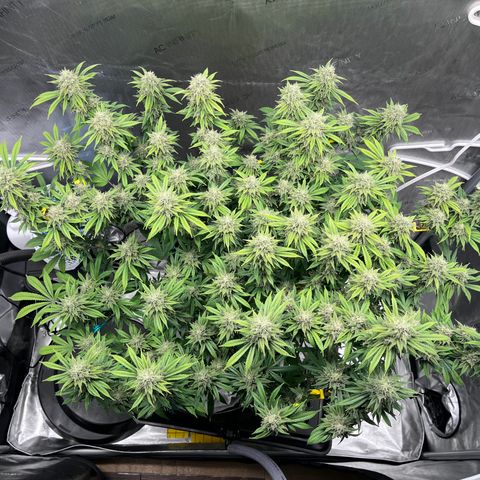 Gelato [Photo] (C.G. - 01) growlog timeline photo