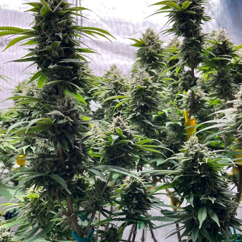 Gelato [Photo] (C.G. - 01) growlog timeline photo