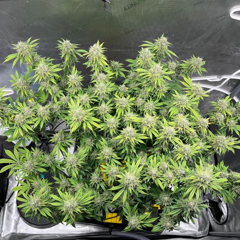 Gelato [Photo] (C.G. - 01) growlog timeline photo