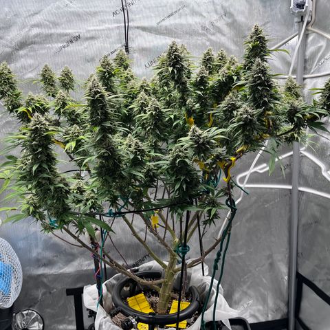 Gelato [Photo] (C.G. - 01) growlog timeline photo