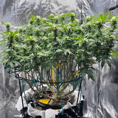 Gelato [Photo] (C.G. - 02) growlog timeline photo
