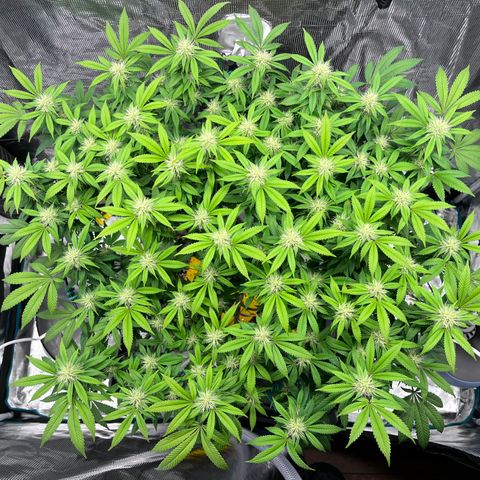 Gelato [Photo] (C.G. - 02) growlog timeline photo