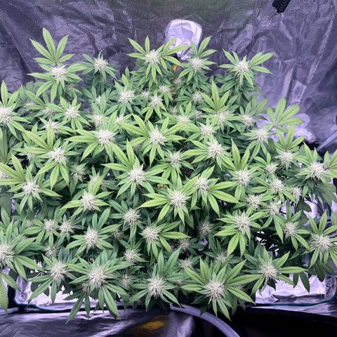 Gelato [Photo] (C.G. - 02) growlog timeline photo