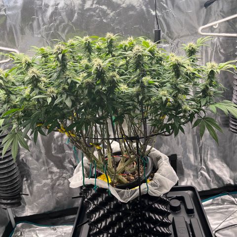 Gelato [Photo] (C.G. - 02) growlog timeline photo