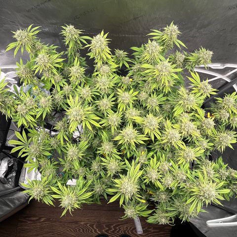 Gelato [Photo] (C.G. - 01) growlog timeline photo