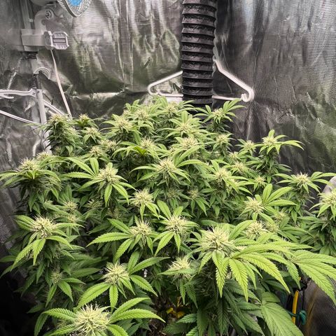 Gelato [Photo] (C.G. - 01) growlog timeline photo