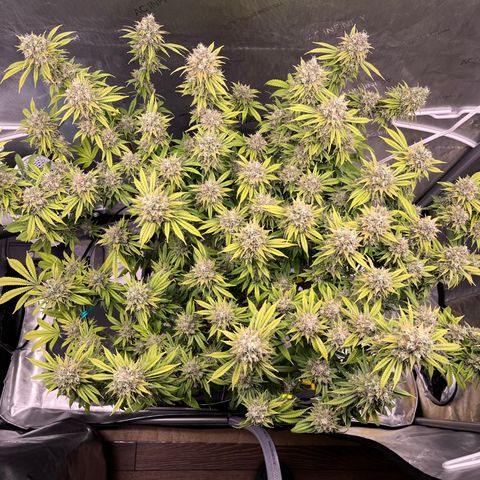 Gelato [Photo] (C.G. - 01) growlog timeline photo