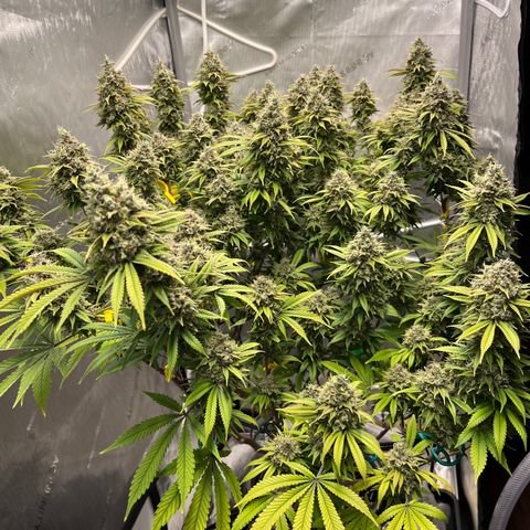 Gelato [Photo] (C.G. - 01) growlog timeline photo