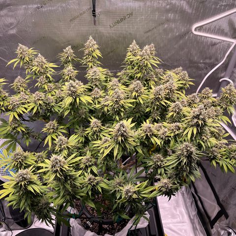Gelato [Photo] (C.G. - 01) growlog timeline photo