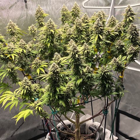 Gelato [Photo] (C.G. - 01) growlog timeline photo