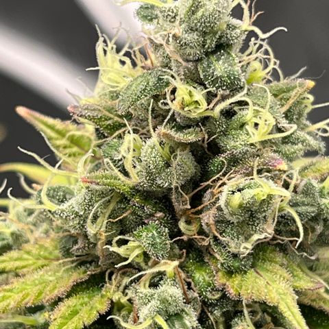 Gelato [Photo] (C.G. - 01) growlog timeline photo
