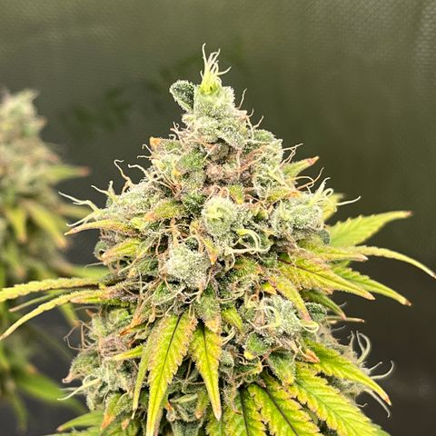 Gelato [Photo] (C.G. - 01) growlog timeline photo