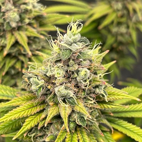 Gelato [Photo] (C.G. - 01) growlog timeline photo