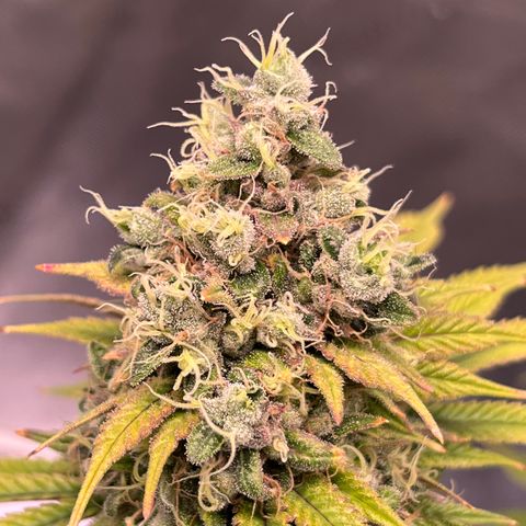 Gelato [Photo] (C.G. - 01) growlog timeline photo
