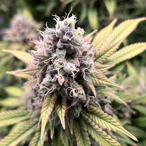 Gelato [Photo] (C.G. - 01) growlog timeline photo