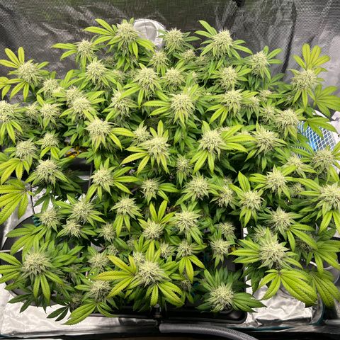 Gelato [Photo] (C.G. - 02) growlog timeline photo