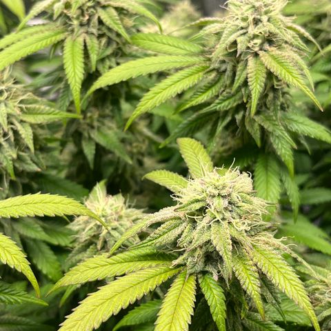 Gelato [Photo] (C.G. - 02) growlog timeline photo