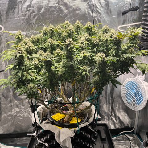 Gelato [Photo] (C.G. - 02) growlog timeline photo