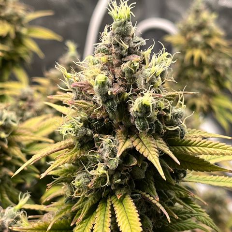 Gelato [Photo] (C.G. - 01) growlog timeline photo