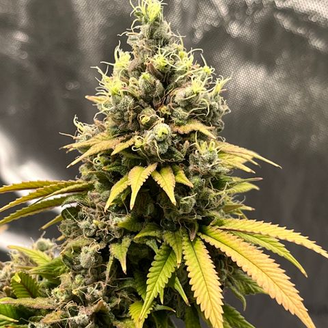 Gelato [Photo] (C.G. - 01) growlog timeline photo
