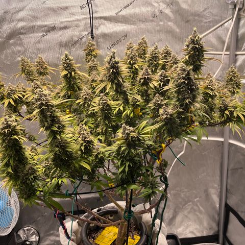 Gelato [Photo] (C.G. - 01) growlog timeline photo