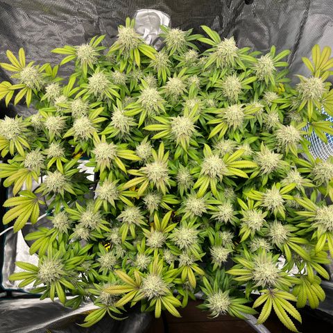 Gelato [Photo] (C.G. - 02) growlog timeline photo