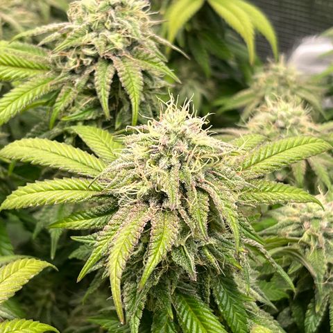 Gelato [Photo] (C.G. - 02) growlog timeline photo