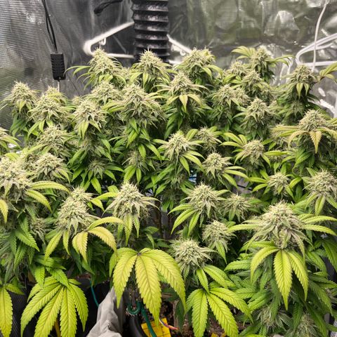 Gelato [Photo] (C.G. - 02) growlog timeline photo