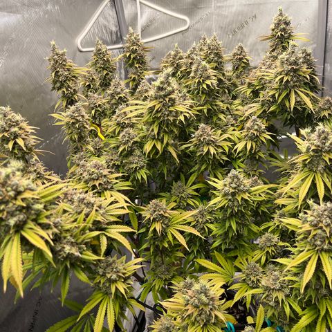 Gelato [Photo] (C.G. - 01) growlog timeline photo