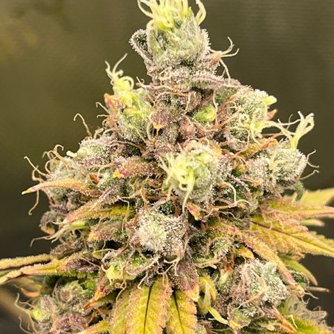 Gelato [Photo] (C.G. - 01) growlog timeline photo