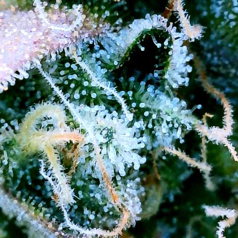 Gelato [Photo] (C.G. - 01) growlog timeline photo