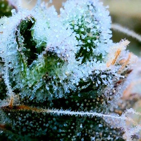 Gelato [Photo] (C.G. - 01) growlog timeline photo